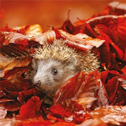 Hedgehog greetings card blank inside notecard